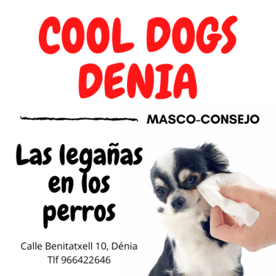 Exceso de legañas puede indicar una reacción alérgica en tu mascota