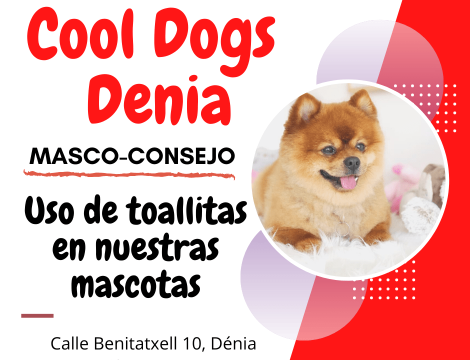 Uso de toallitas en los perros